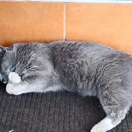 Monty Ranch 게스트하우스 *